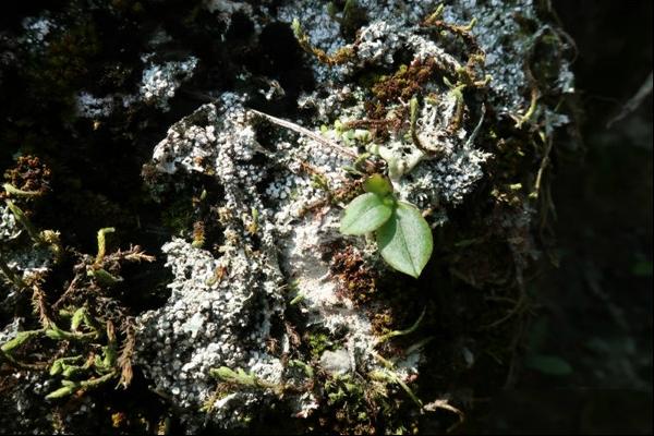 岩体附生象鼻兰植株