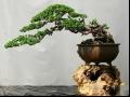 盆景的修剪的技术方法