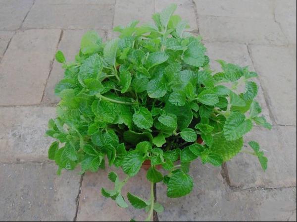 皱叶薄荷薄菏香脂蜂香脂蜜蜂花柠檬香蜂草吸毒草