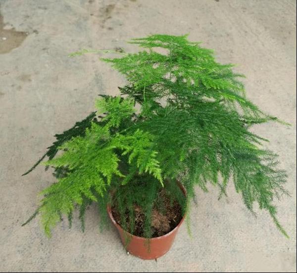 矮文竹唐山文竹矮生文竹文竹球