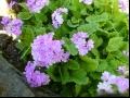 樱花草|樱草|报春花|晚景花