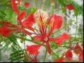 凤凰木|红花楹树|凤凰树|火树|红花楹|影树|金凤