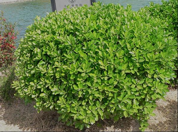 大叶黄杨|冬青|正木|扶芳树|四季青|七里香|日本卫矛