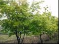 鸡爪槭|鸡爪枫