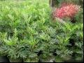 花旗木|桃红阵雨树|泰国樱花