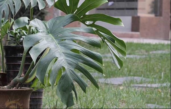 龟背竹的种植管理技术介绍及作用