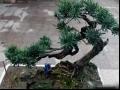 罗汉松疏剪短剪缩剪方式方法修剪技术介绍