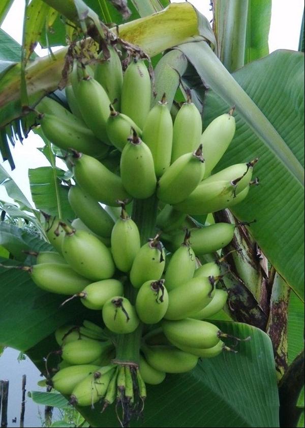 皇帝蕉 小米蕉 米香蕉 金香蕉