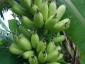 皇帝蕉 小米蕉 米香蕉 金香蕉的营养成分品种特点及产地
