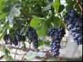 夏黑葡萄品种特点及种植环境