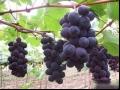 巨峰葡萄品种果实特点及种植环境及产量介绍