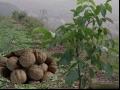 京861核桃品种及果实特点和种植环境产量介绍