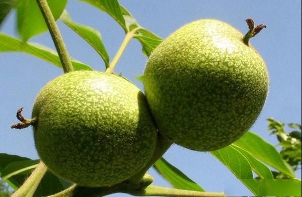 香玲核桃品种果实特点及种植产地产量介绍