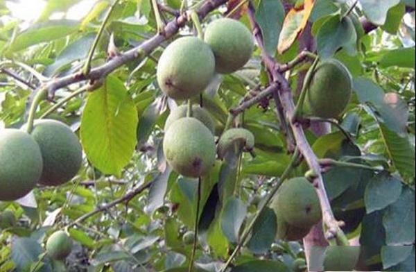 鲁光核桃品种果实特点及种植产地产量介绍