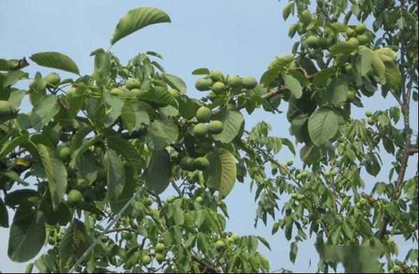 中核短枝核桃品种和果实特点及种植产地产量介绍