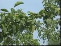 中核短枝核桃品种和果实特点及种植产地产量介绍