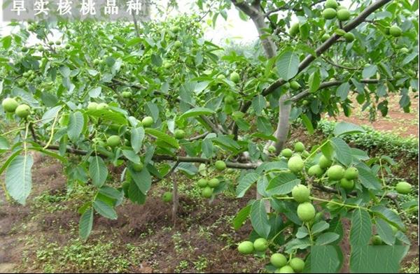 早实核桃