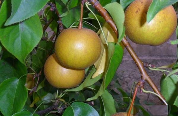  圆黄梨品种和果实特点及适合种植的区域环境