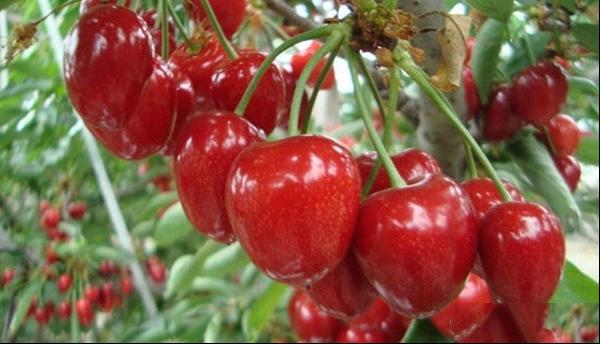 萨米脱樱桃品种果实特点及种植产地产量介绍