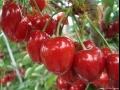 萨米脱樱桃品种果实特点及种植产地产量介绍