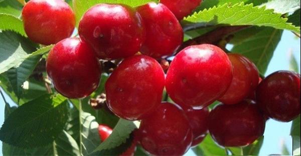 早红宝石樱桃品种果实特点及种植环境和产量介绍