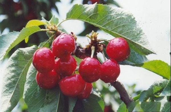 砂蜜豆樱桃品种和果实特点及种植环境和产量介绍