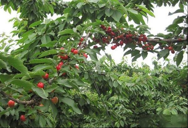 关于龙冠樱桃品种和果实特点及产量与种植环境介绍