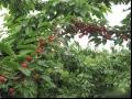 关于龙冠樱桃品种和果实特点及产量与种植环境介绍