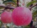 嘎拉苹果的品种和果实特点及产量环境介绍