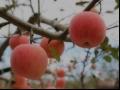 蜜脆苹果品种和果实的特性及种植环境区域与产量