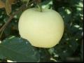 金帅苹果的品种特性和果实特点及产量