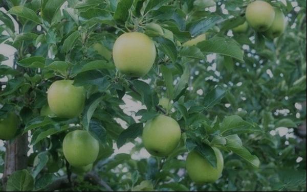 王林苹果品种和果实特点及种植环境与产量介绍