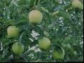 王林苹果品种和果实特点及种植环境与产量介绍