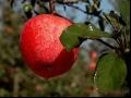 新乔纳金苹果品特性果实特点及种植环境与产量介绍