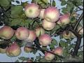 美国8号苹果品种特性和果实特点及种植环境与产量介绍