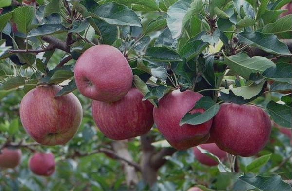 新红星苹果品种和果实特点及产量