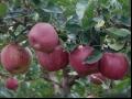 新红星苹果品种和果实特点及产量