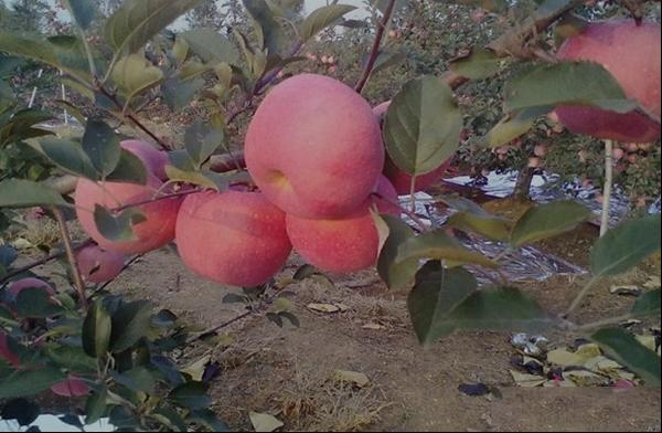 红富士苹果的品种和果实特点及产量