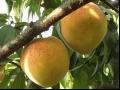 锦绣黄桃品种果实特点及种植环境和产量介绍