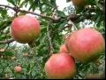 青皮软籽石榴品种和果实特点及种植环境产量介绍