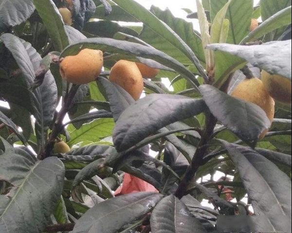 红灯笼枇杷品种培育产地及红灯笼枇杷品种和果实特点