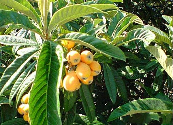茂木枇杷品种品种介绍是及茂木枇杷果实特优点