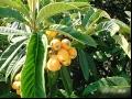 茂木枇杷品种品种介绍是及茂木枇杷果实特优点