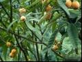 太城4号枇杷品种和果实的特优点