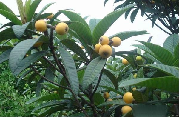 白沙白玉枇杷品种和果实特点及种植产地环境与产量介绍