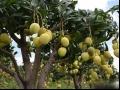 热农2号芒果品种特点种植栽培及种植区域产量