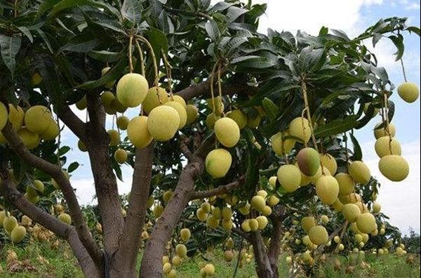 热农2号芒果品种特点种植栽培及种植区域产量