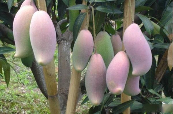 红象牙芒果品种和果实特点及红象牙芒果产地产量