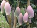 红象牙芒果品种和果实特点及红象牙芒果产地产量