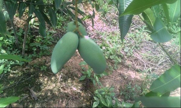桂七芒 桂热82号品种和果实特点及桂七芒亩产量
